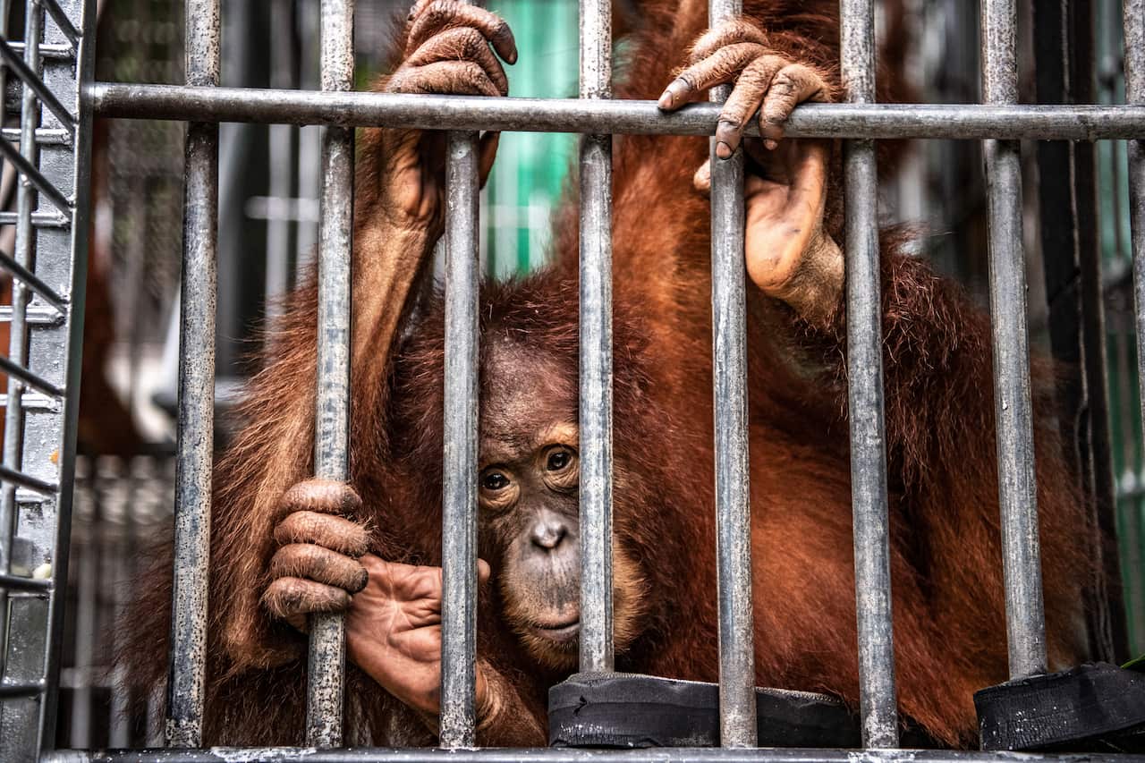 Young orangutans at the Sumatran Orangutan Conservation Program's quarantine facility, outside the city of Medan, Indonesia