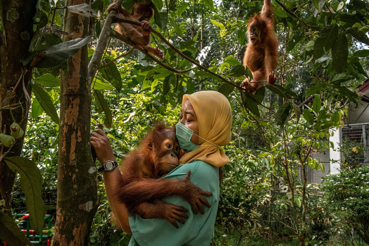 Yenny Saraswati, a veterinarian at the Sumatran Orangutan Conservation Programs quarantine facility outside the city of Medan, Indonesia, with rescued baby orangutans.