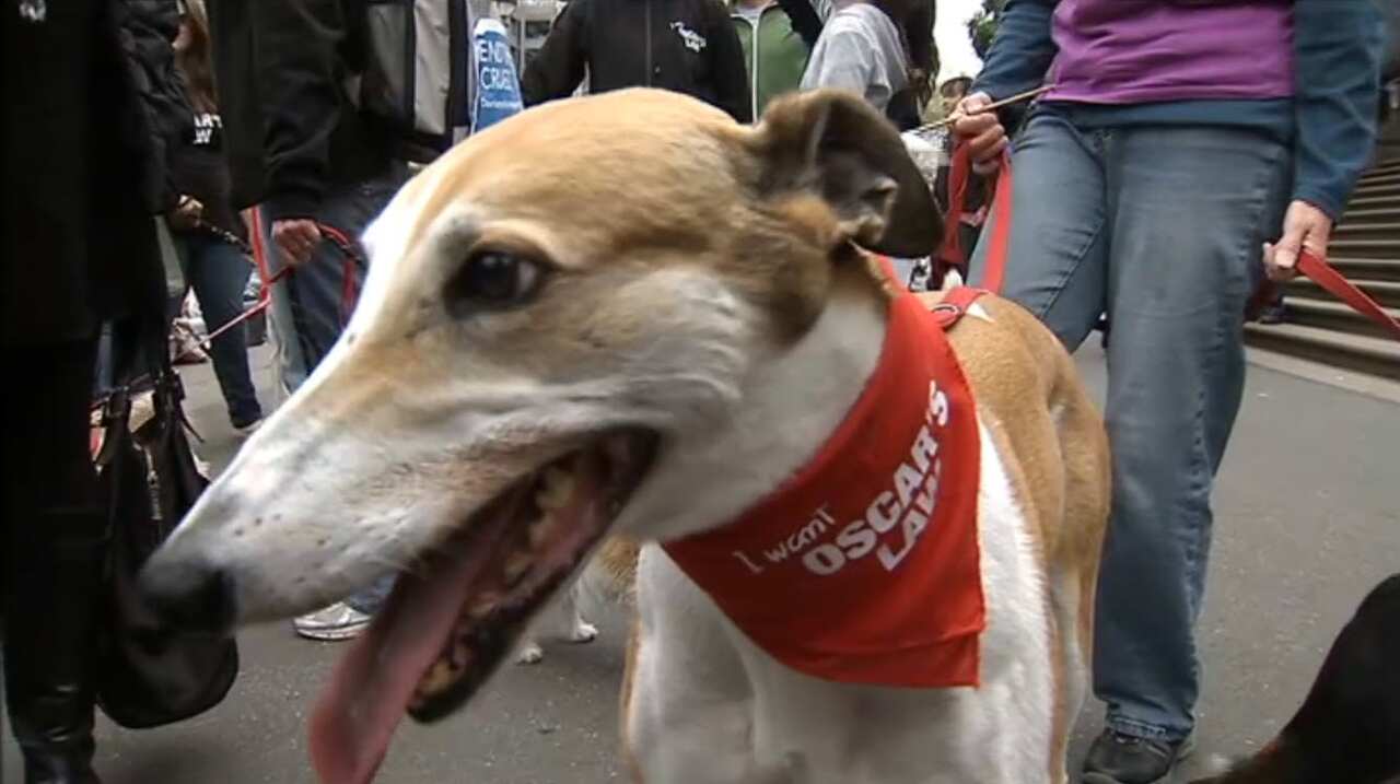 A Greyhound outside of Victoria Parliament House in 2017.  