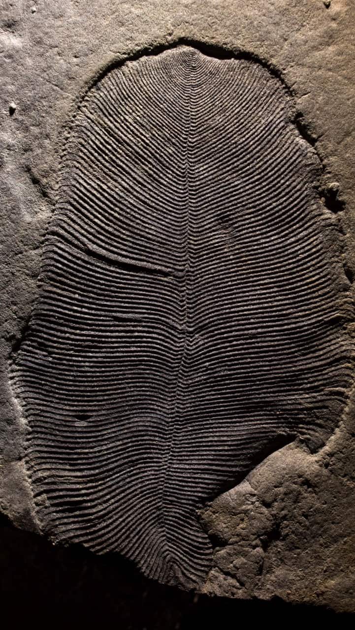 The body of the Dickinsonia is about 9 centimetres long.