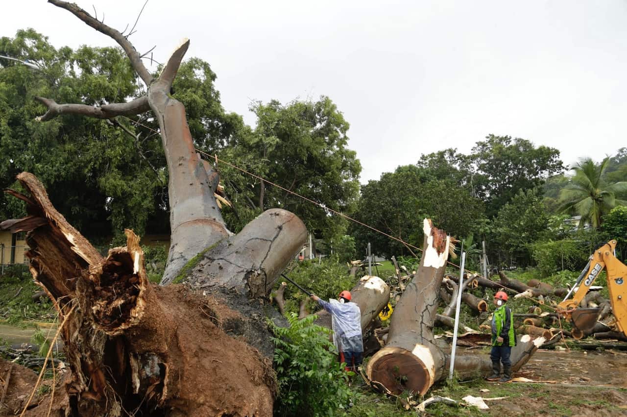 Workers cut a tree that fell and killed a boy outside a school in Panama City on Nov 23 (AAP)