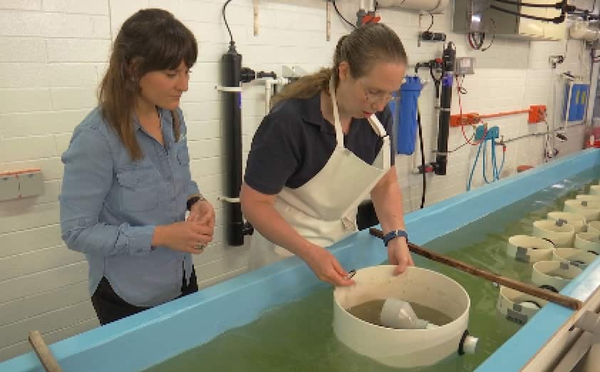 Baby oysters are grown in this Adelaide hatchery. 