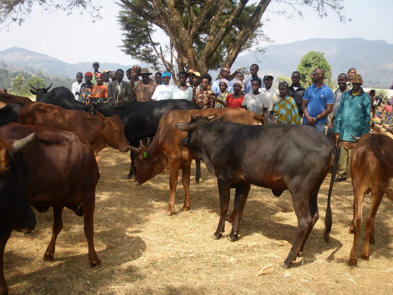 Rwandan cows