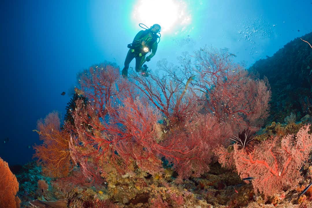 Palau's coral reefs have been dubbed the underwater Serengeti.