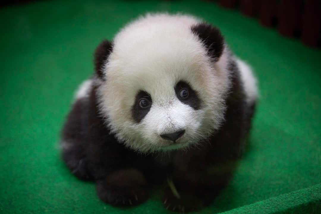 The baby panda born five months ago makes her first media appearance.