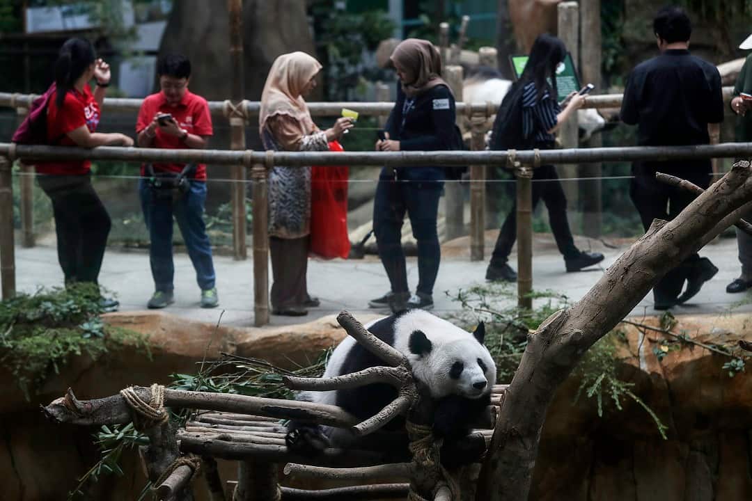 Giant pandas Liang Liang, pictured, and Xing Xing were loaned to Malaysia for 10 years by China.