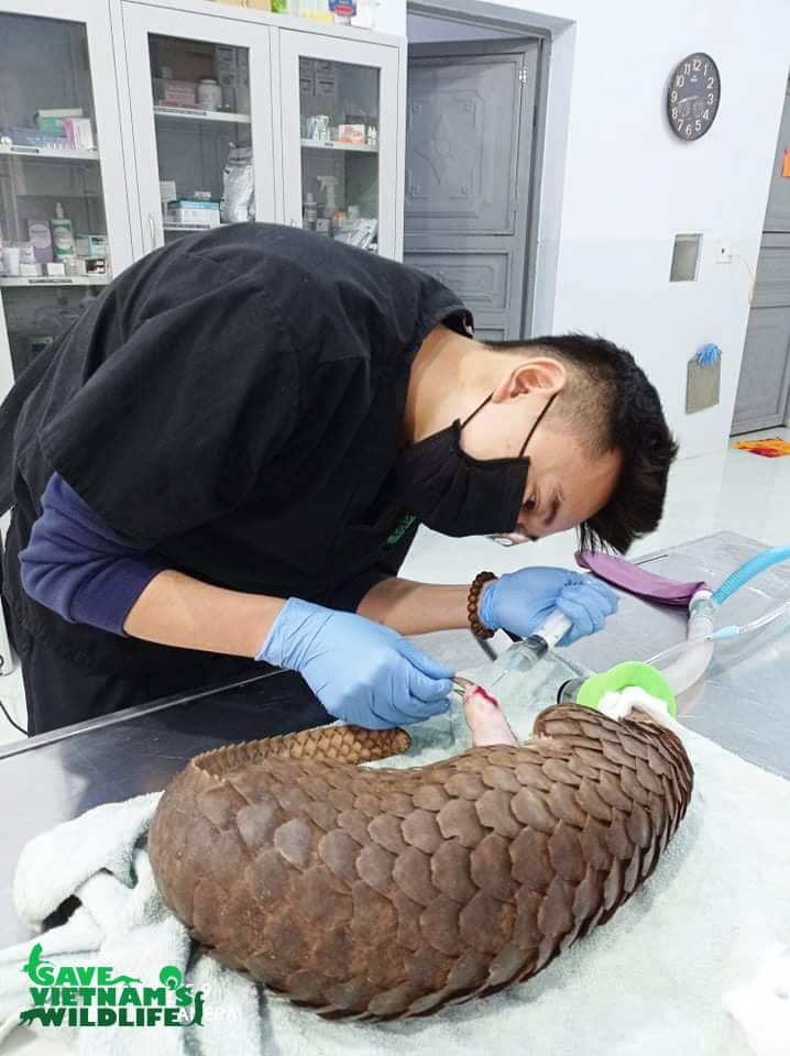 A pangolin is treated for injuries at the Save Vietnam's Wildlife clinic. 