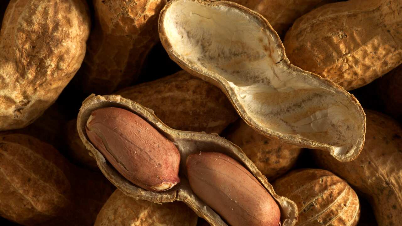 Groundnuts / Peanuts - showing seed case  (AAP/Mary Evans/Ardea/Jean-Michel Labat) | NO ARCHIVING, EDITORIAL USE ONLY