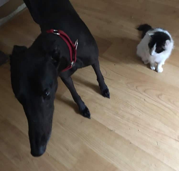 Lorraine's cat Pedro and a rescue grey