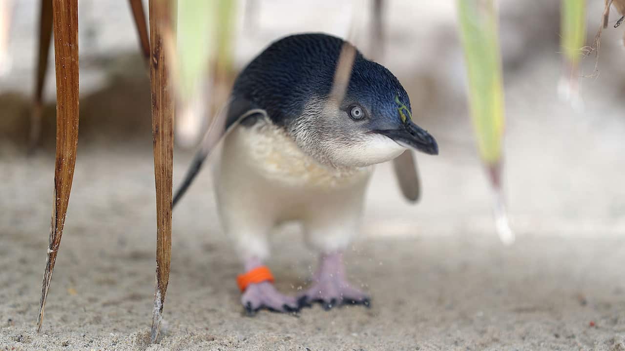 Little penguins are the smallest species of penguin. 