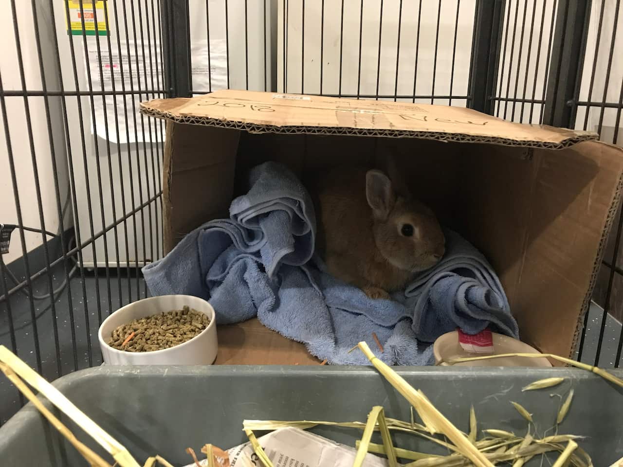 Rabbit causes bomb scare