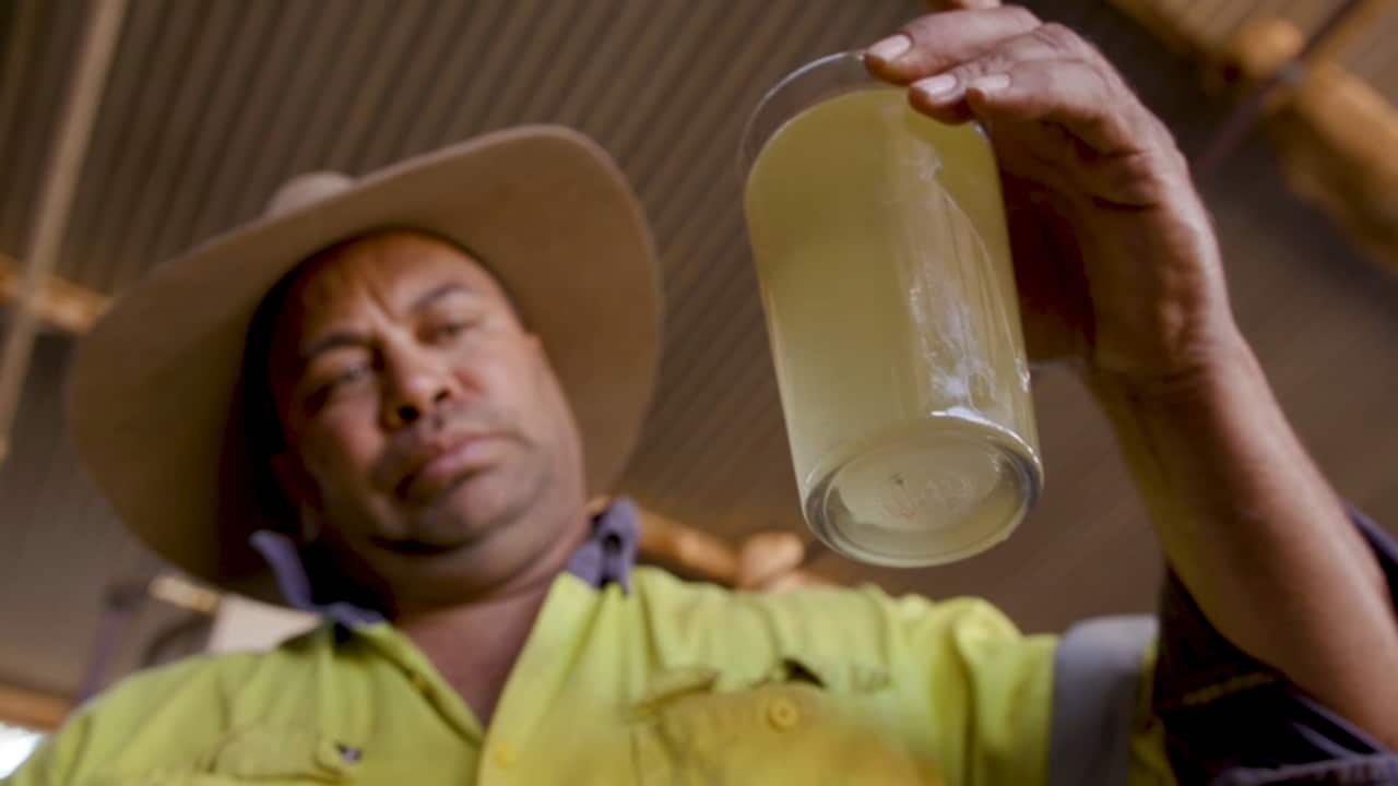 Phil Thompson says white cypress oil was traditionally used for wound healing.