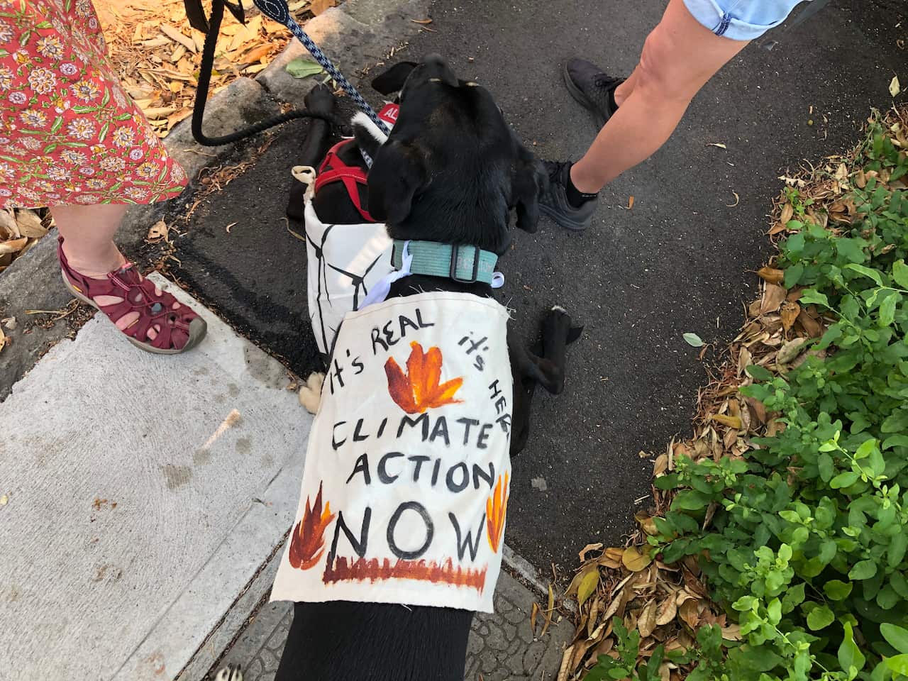 Mirella and Sarah brought their dogs to the protest, complete with protest signs.