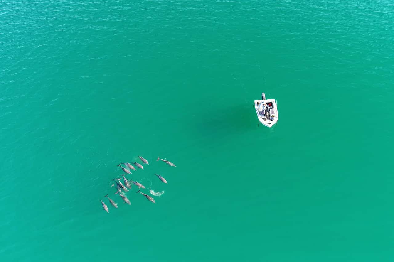 WA Dolphin shark bay research WA