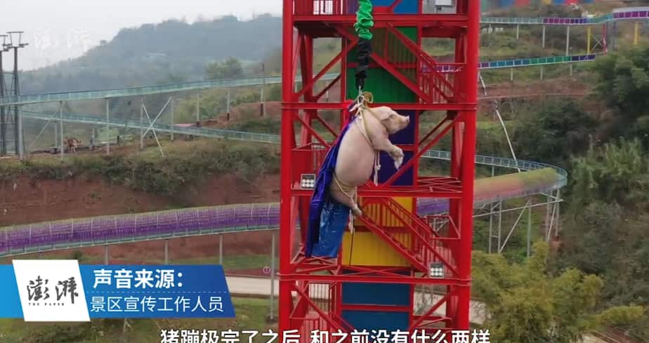 A still from video footage shared by The Paper shows a pig suspended from a bungee cord.