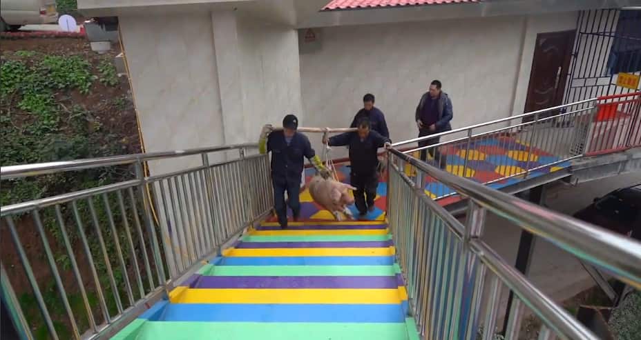 A still from video footage shared by The Paper shows a pig being carried up a tower.