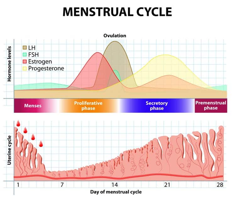 The natural menstrual cycle.