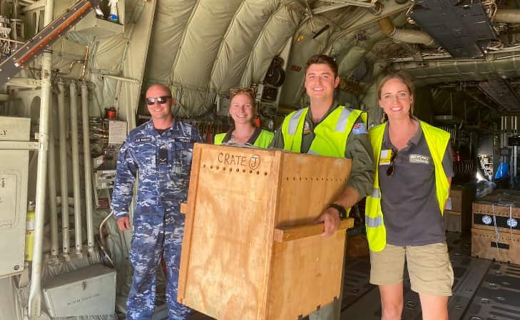 Wallabies were evacuated in February by the ADF and volunteers.
