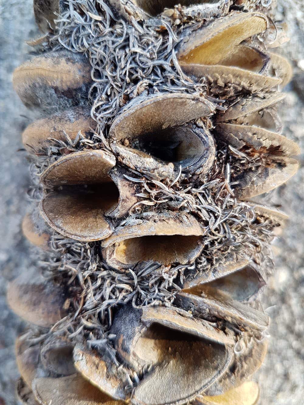 Some species, like this Banksia, have woody fruits that protect the seeds, then open after fire to release them.