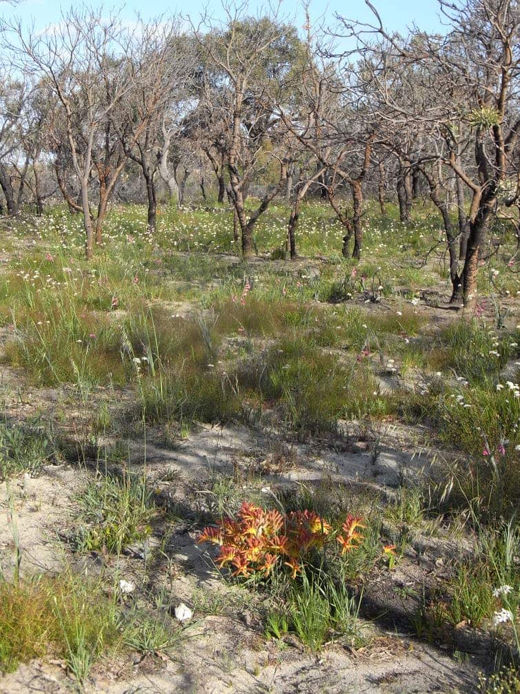 Some ecosystems are adapted to fire with trees resprouting and seeds germinating from the soil seed bank. Even so, fencing and weed control may be required.