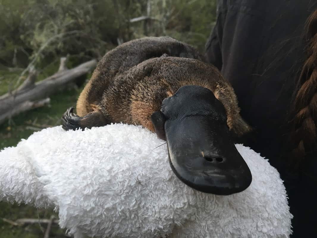 Platypus