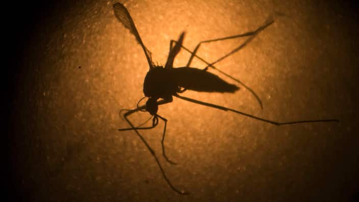 An Aedes aegypti mosquito known to carry the Zika virus.