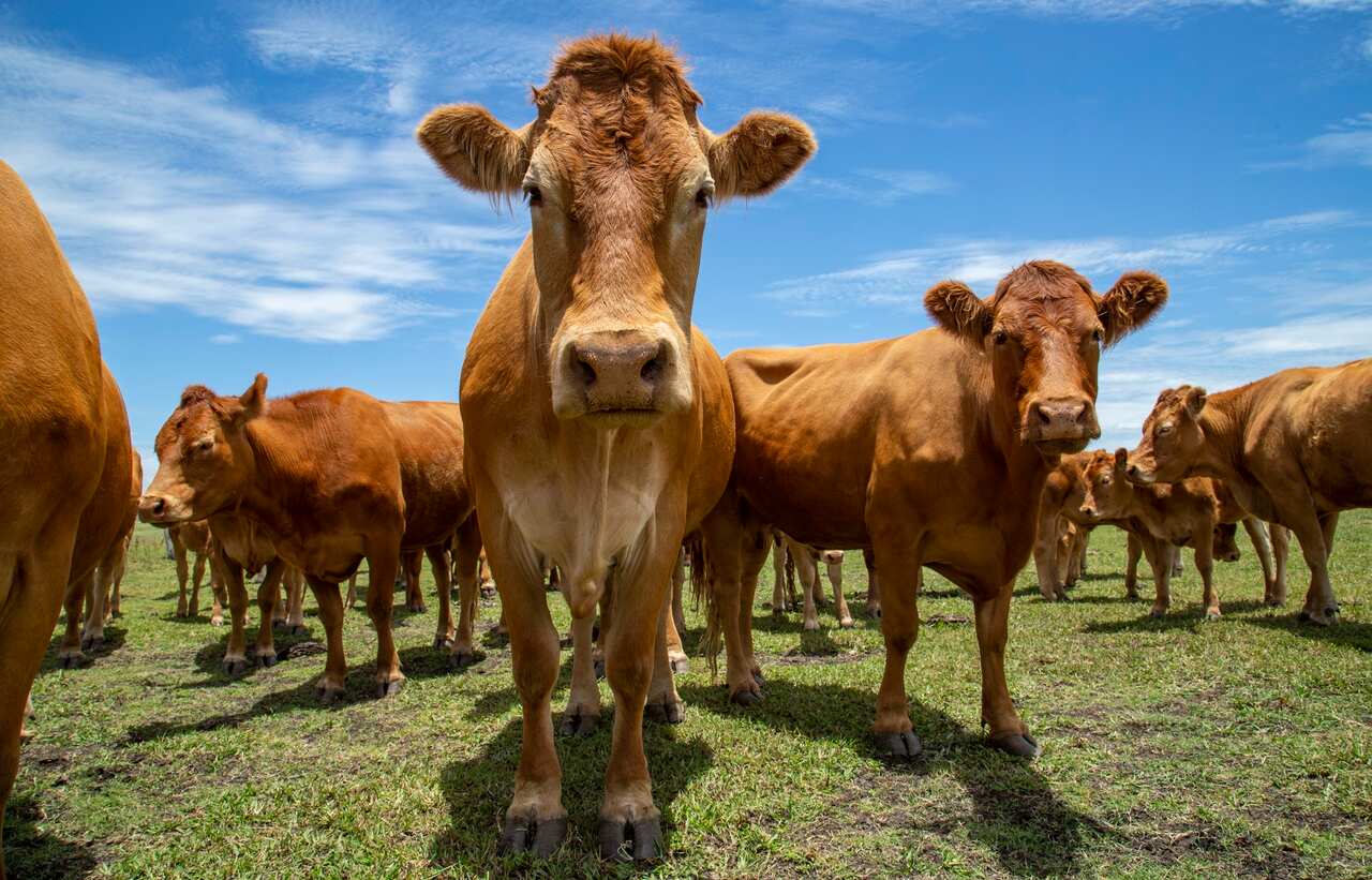 Beef cattle