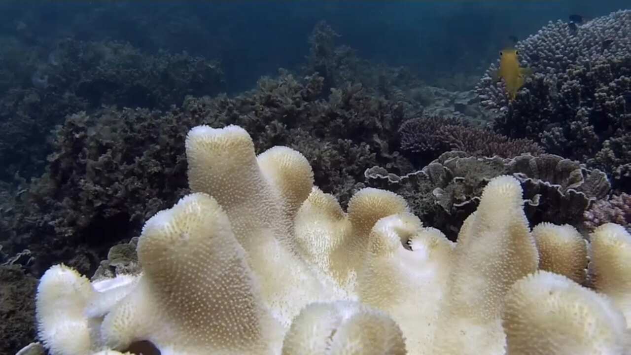 Heavily bleached soft coral off Magnetic Island 