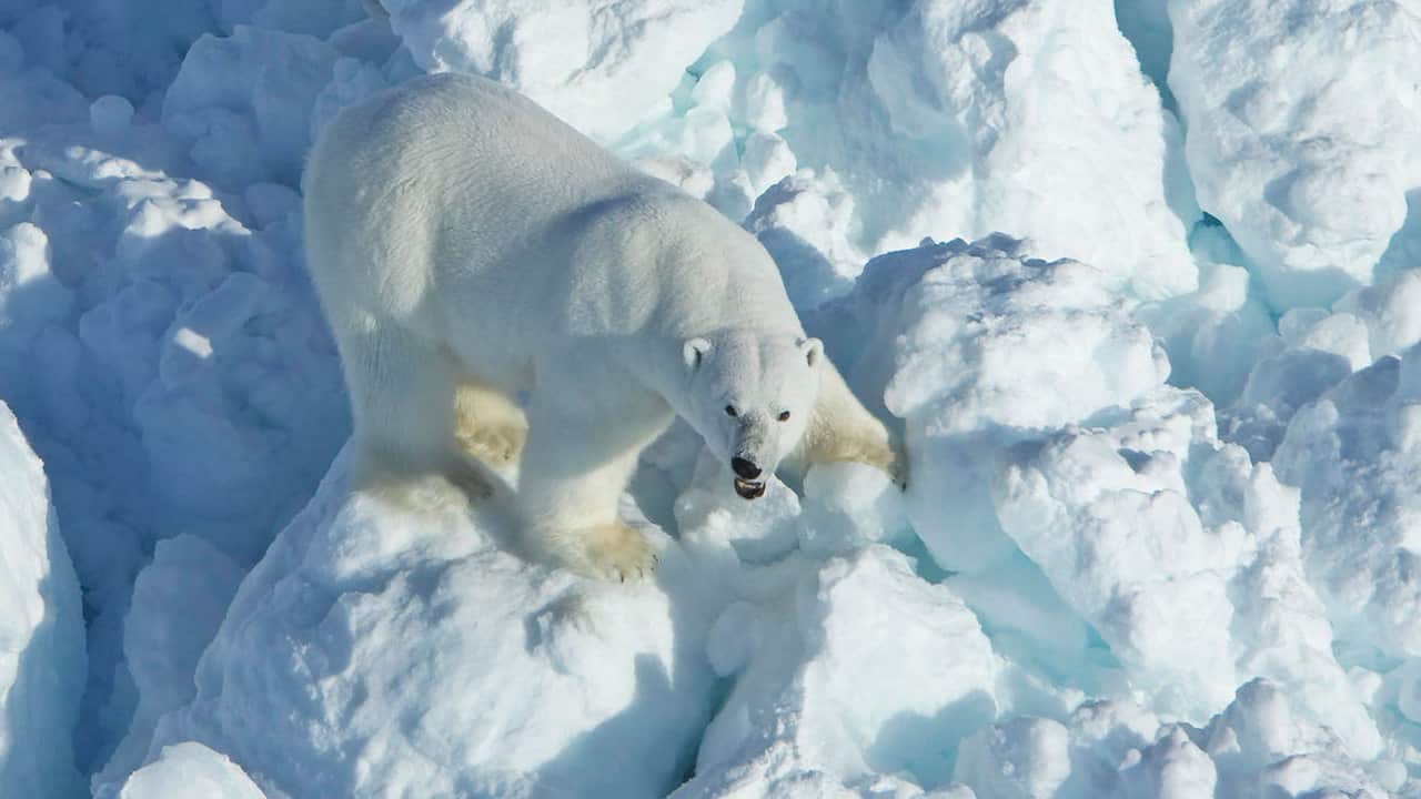 Rapid global warming has increased the speed of sea ice drifting off Alaska's northern coasts.