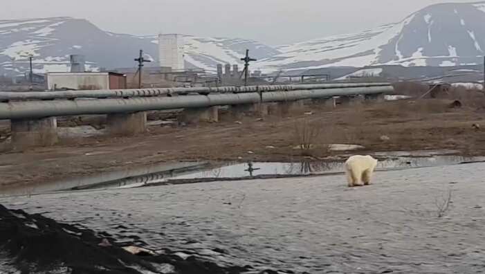 The polar bear was captured and is being taken to a zoo to recover.