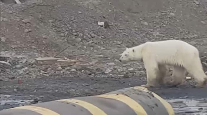 The polar bear was spotted roaming the streets of Norilsk, Russia.