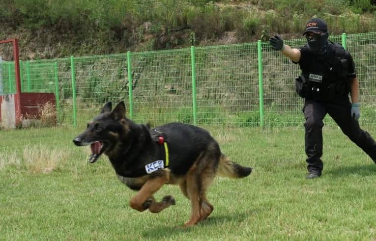  dog handler Ahn Seong-heo with Larry