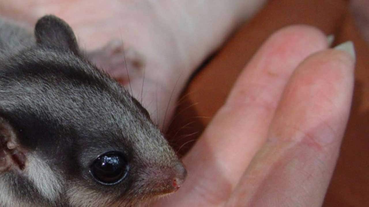 The Court rejected the arguments of both VicForests and Friends of Leadbeater’s Possum, choosing to accept the position of the Commonwealth.