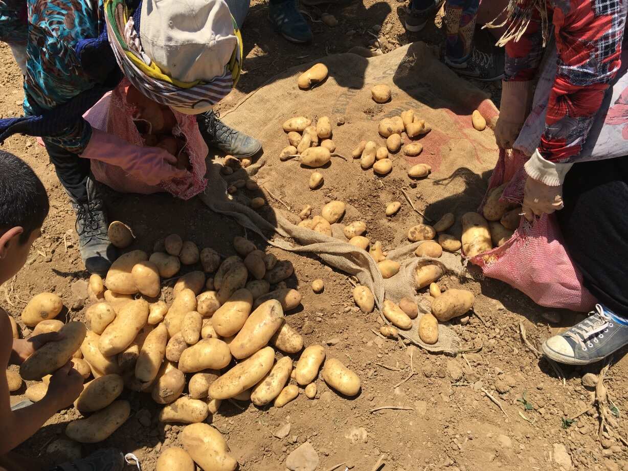 Potatoes collected in the field (SBS)