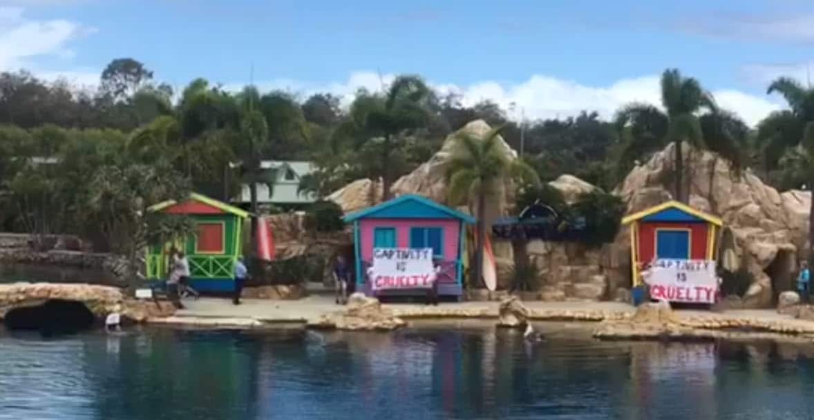 Activists from 'Justice For Captives' can be seen unfurling banners at the dolphin affinity show.