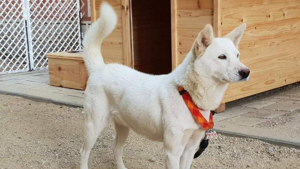 The dogs have been named Songgang and Gomi.