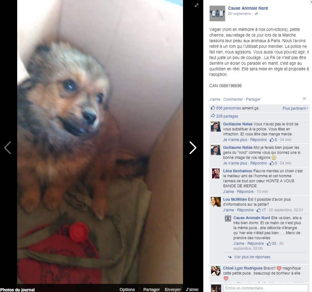 The post advertising the adoption of the puppy