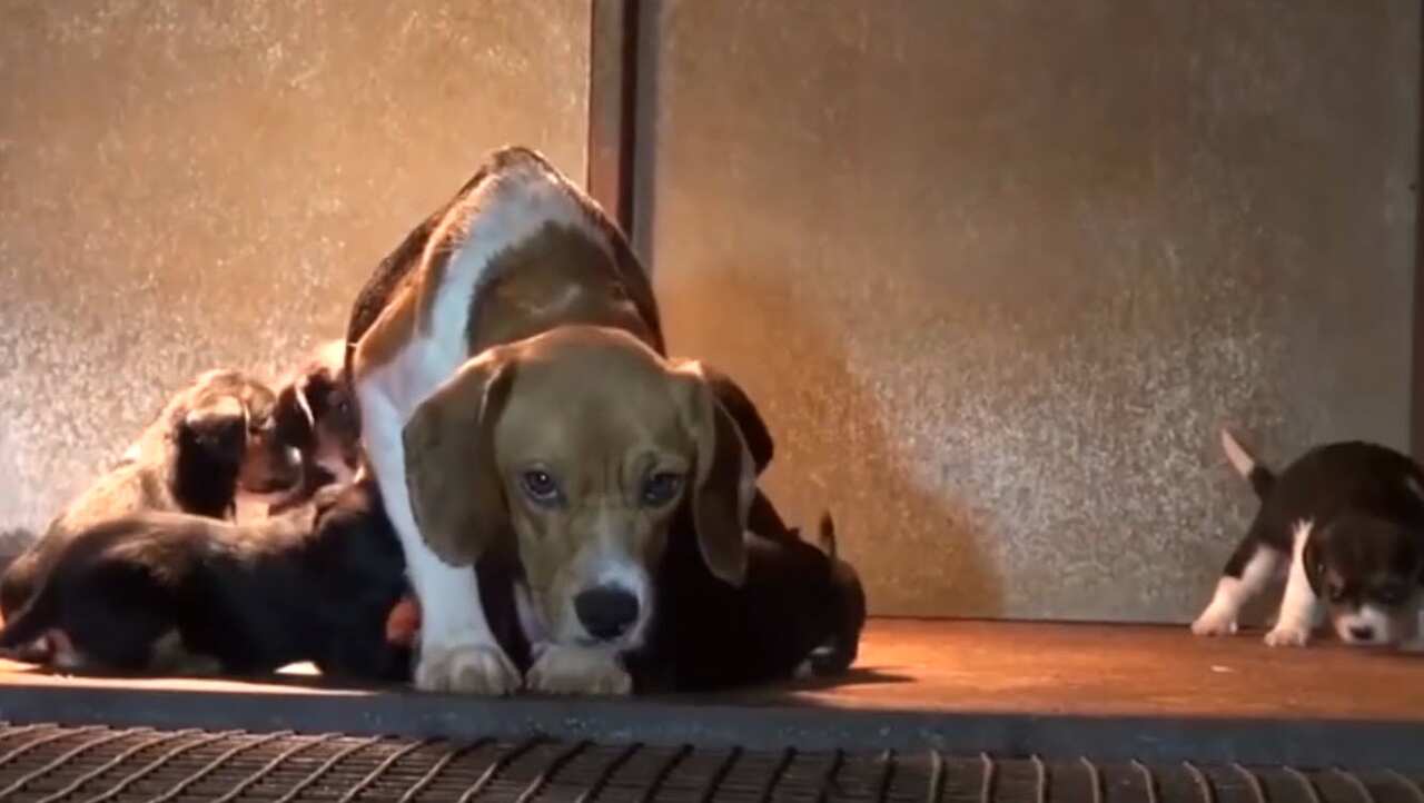 A mother dog and her pups inside a puppy factory. 