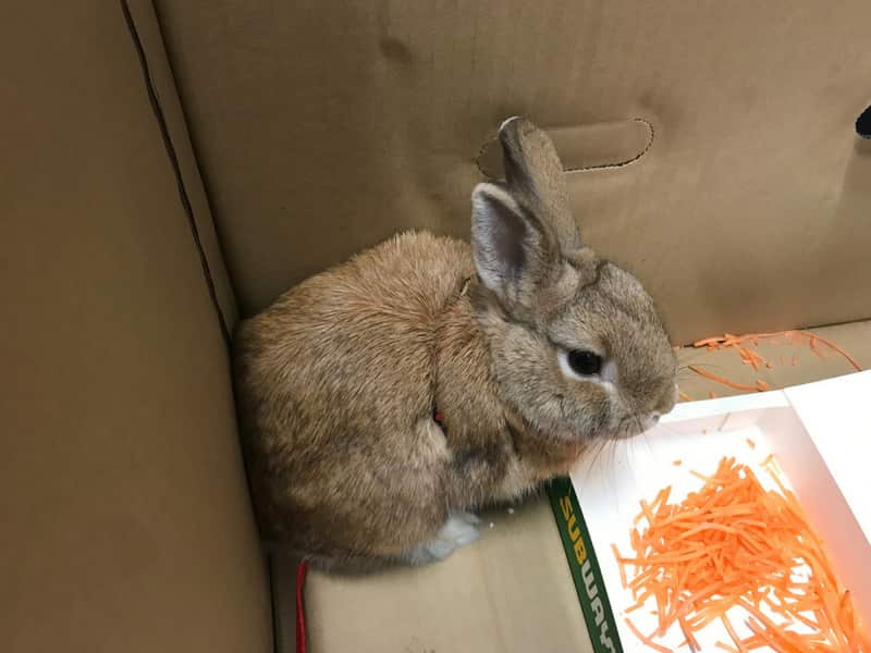 The rabbit eating its vegetables.