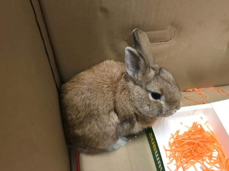 The bunny sparked a bomb scare and lockdown after its surprise discovery.