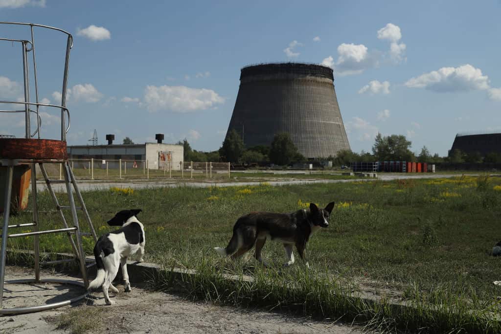 The Stray Dogs Of Chernobyl.