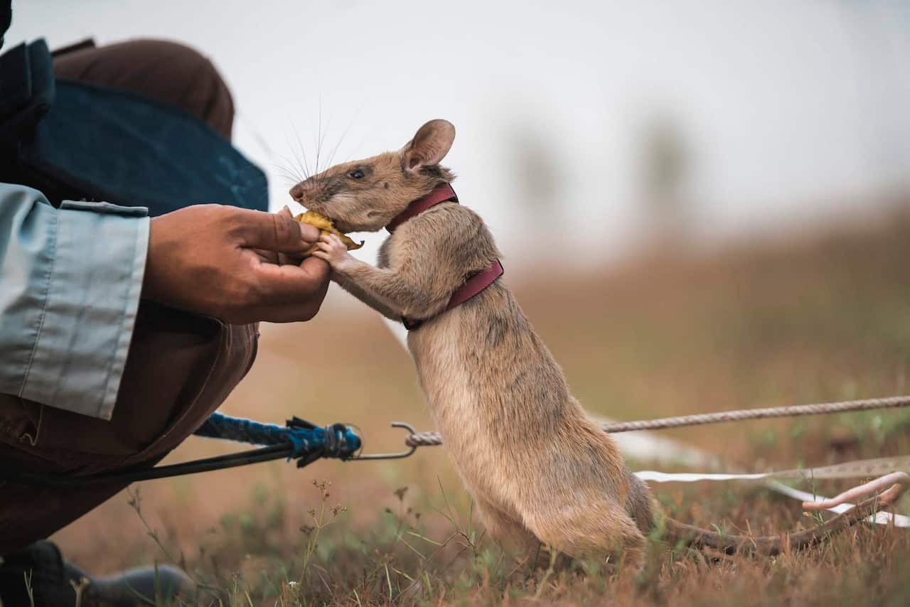 Magawa, an African giant pouched rat receiving a banana as award after indicating a land mine, in Siem Reap, Cambodia on 11 March 2016.