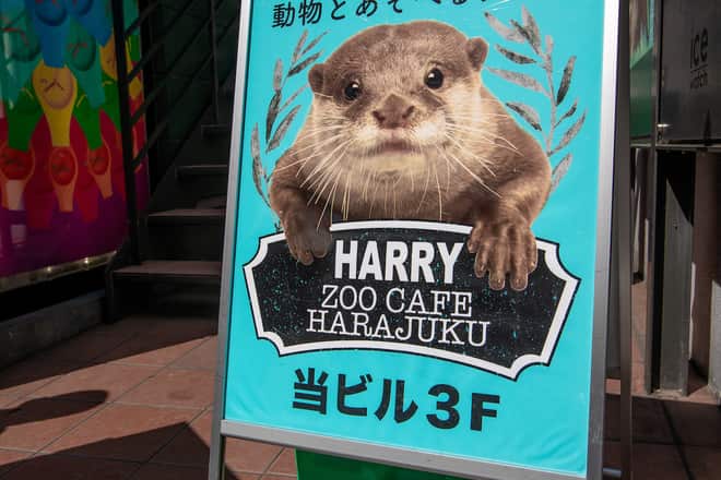 Otter cafes have become popular in Japan.