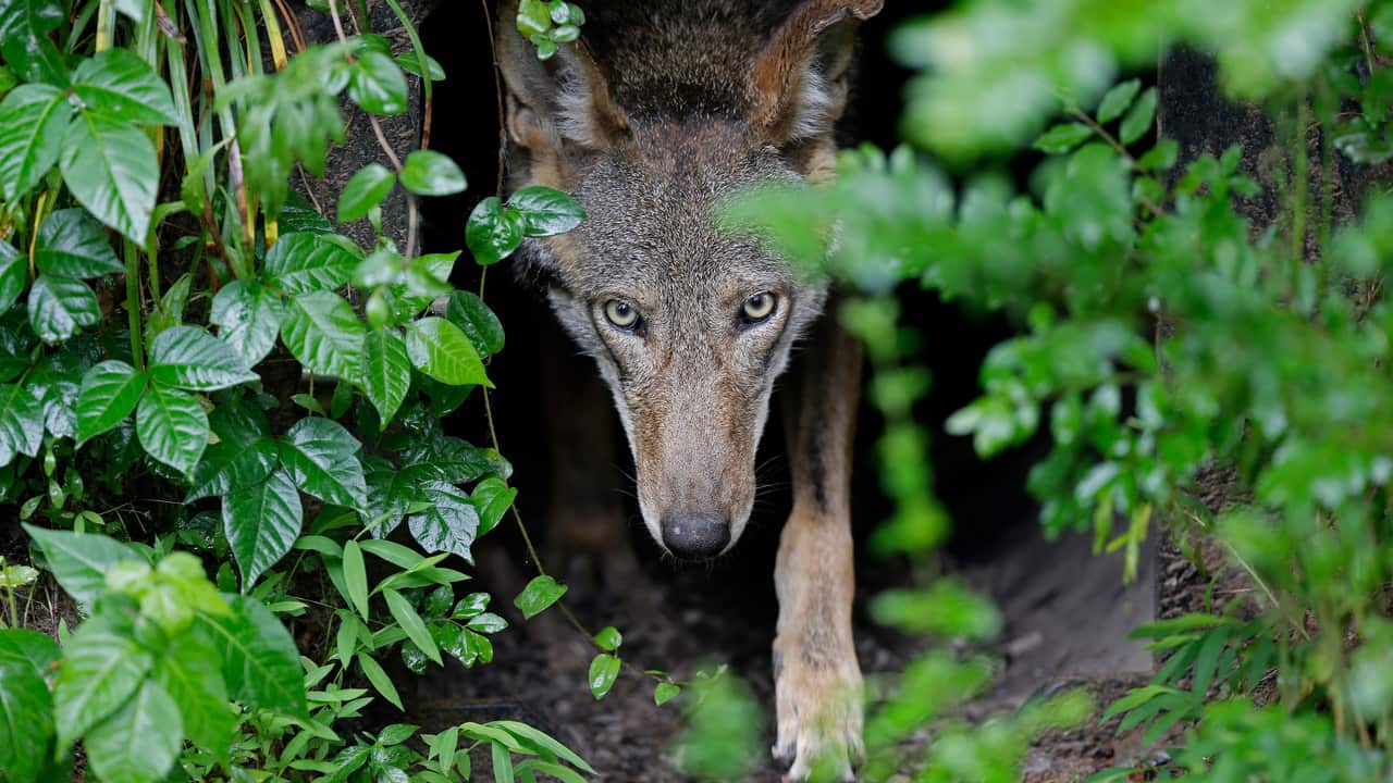 A female red wolf emerges from her den sheltering newborn pups at the Museum of Life and Science in Durham, North Carolina.