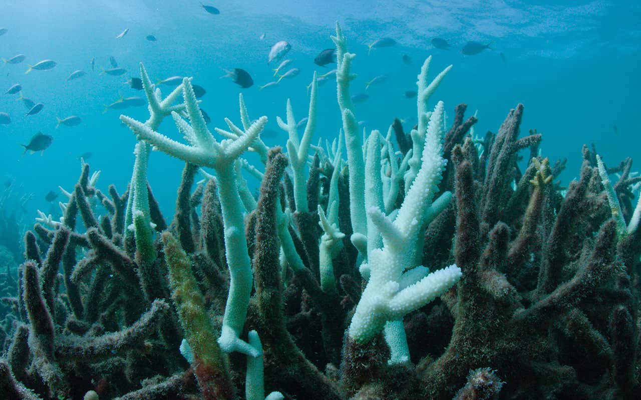 File image of the Great Barrier Reef.