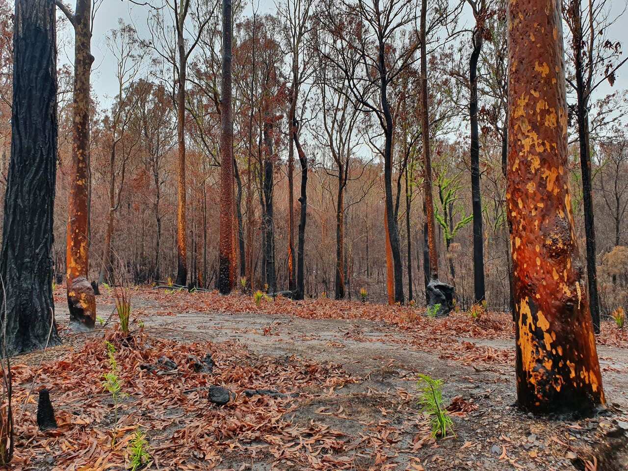 There has been evidence of bush regeneration in Mogo.