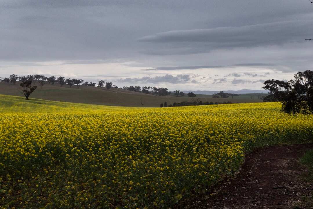 While drought-affected NSW towns received rain, it has not been enough.
