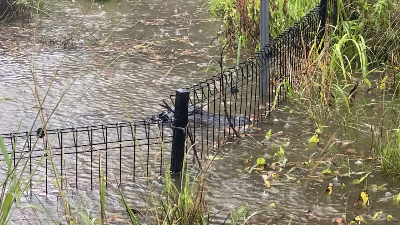 An alligator bides its time as flash flooding approaches the fence line at the Australian Reptile Park.