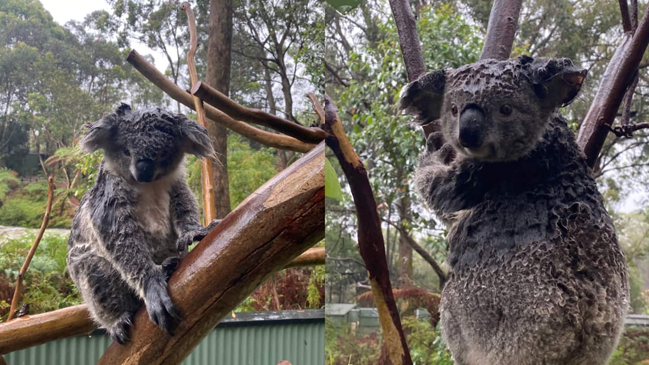 Some soggy koalas