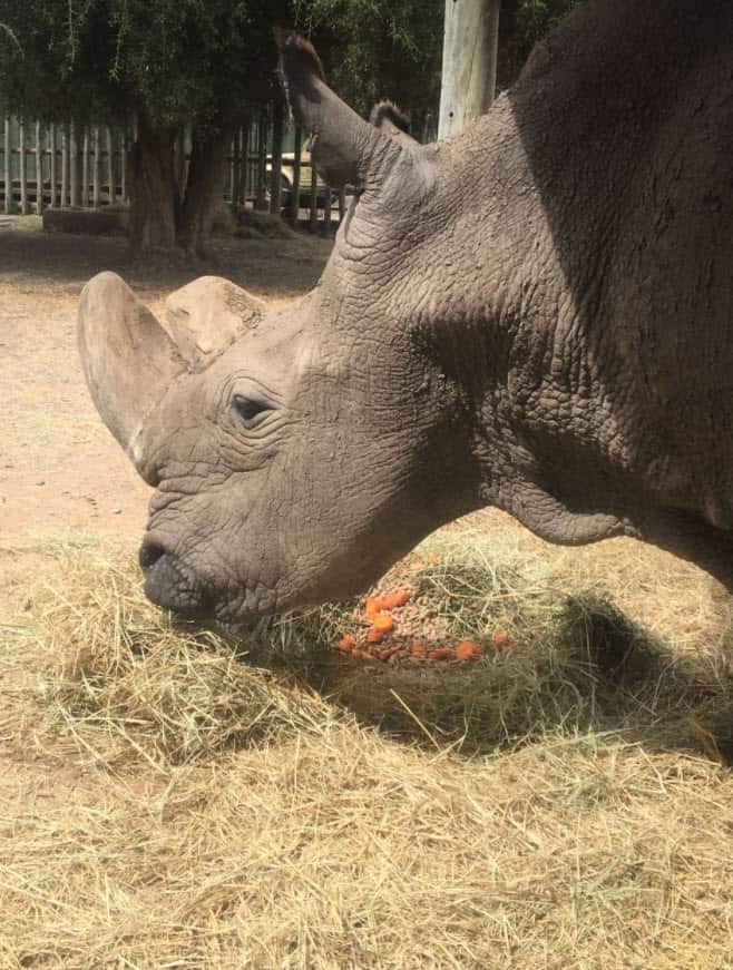 Sudan's health has been a concern since he developed a leg infection in 2017. 